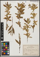 Foto von Salix tominii Dode